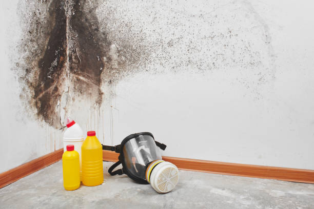 Best Preventive Mold Services in Combine, TX