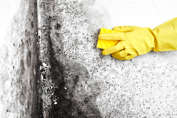Best Attic Mold Remediation in Combine, TX
