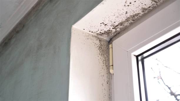 Best Insurance-Related Mold Remediation in Combine, TX