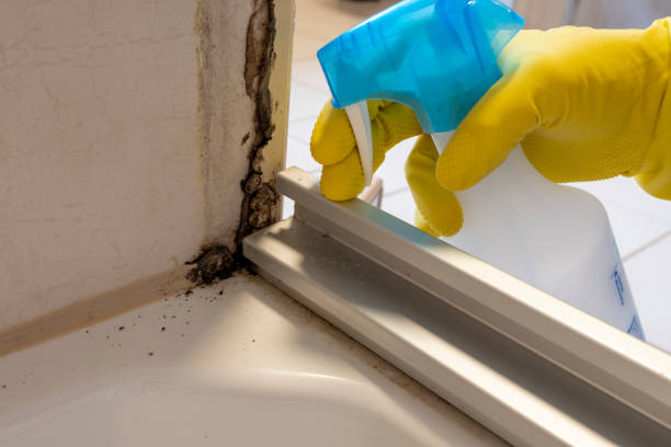 Best Commercial Mold Remediation in Combine, TX