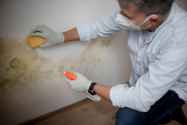 Best Mold Remediation for Specific Building Types in Combine, TX