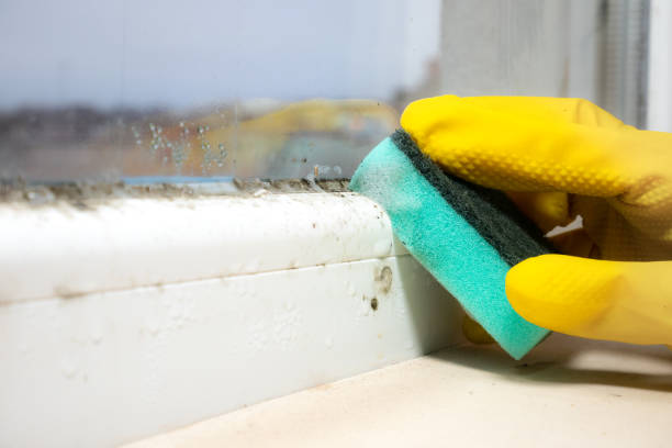 Combine, TX Mold Remediation Company