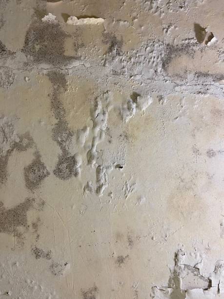 Best Mold Remediation for Specific Building Types in Combine, TX