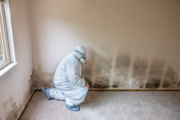 Best Emergency Mold Remediation in Combine, TX