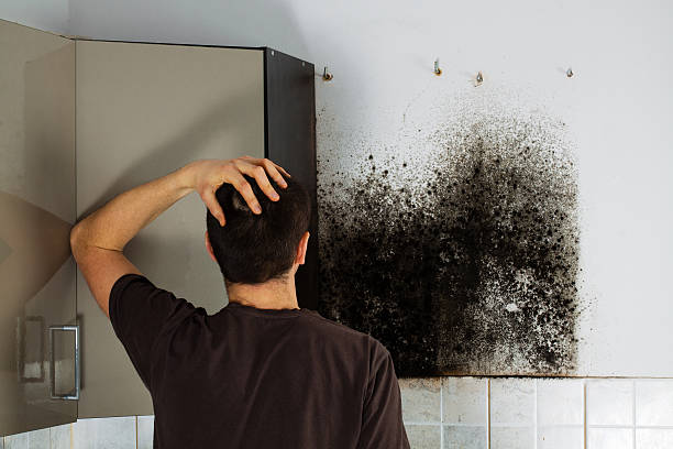 Best Kitchen Mold Remediation in Combine, TX