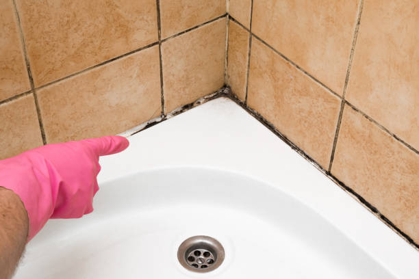 Trusted Combine, TX Mold Remediation Experts